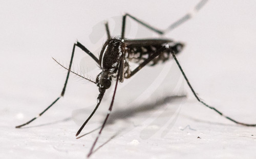 ডেঙ্গুতে আরও ২ জনের মৃত্যু, হাসপাতালে ভর্তি ১১৭৯ 