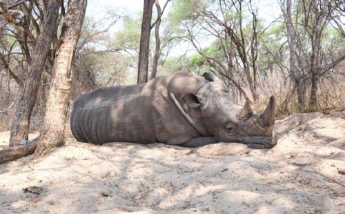 বন্যপ্রাণী সুরক্ষা সম্মেলন 