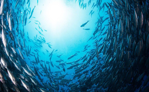 দেশের সমুদ্র থেকে শনাক্ত ৬৫ নতুন প্রজাতি, পাঁচটি সম্ভবত বিশ্বে আর কোথাও নেই 