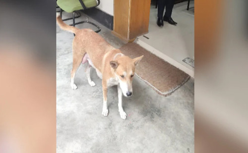 সেই ৮ কুকুরছানা হত্যাকারীর বিরুদ্ধে মামলা 