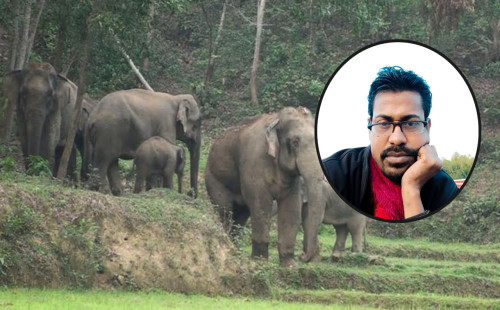 ভিডিও ধারণের সময় বন্যহাতির পায়ে পিষ্ট হয়ে কনটেন্ট ক্রিয়েটরের মৃত্যু 