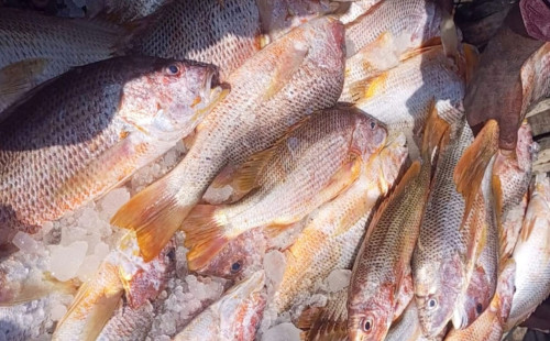 সেন্ট মার্টিনে এক জালেই ৬৮৭ লাল কোরাল, ১০ লাখ টাকায় বিক্রি 