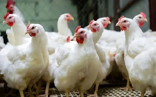 মুরগির দাম কেজিতে বেড়েছে ২০ টাকা 