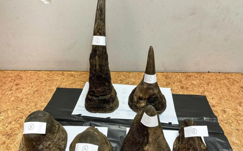 থাইল্যান্ডে গন্ডারের শিং পাচার, গ্রেপ্তার ১ 