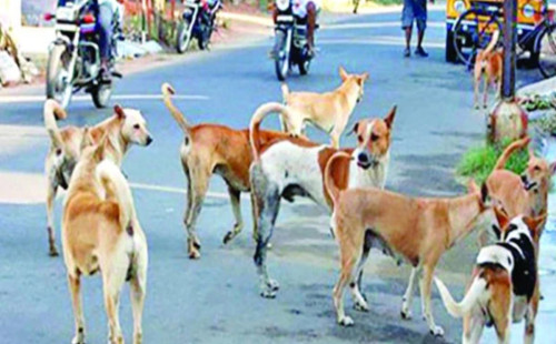 ভারতে পাচার হচ্ছে বাংলাদেশি কুকুর? 